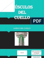 Musculos Del Cuello