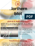 Northern Blot