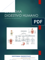 2do El Sistema Digestivo Humano