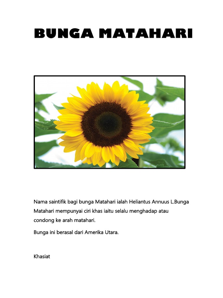 Bunga Matahari Pdf