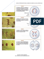 Cnaturales Mitosis Celular