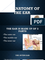 the anatomy of the ear