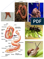 Sistema Tegumentario en Los Invertebrados