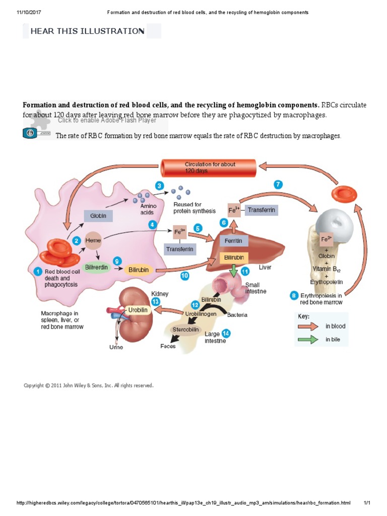 Formation and Destruction of Red Blood Cells, and The Recycling of Hemoglobin Components PDF