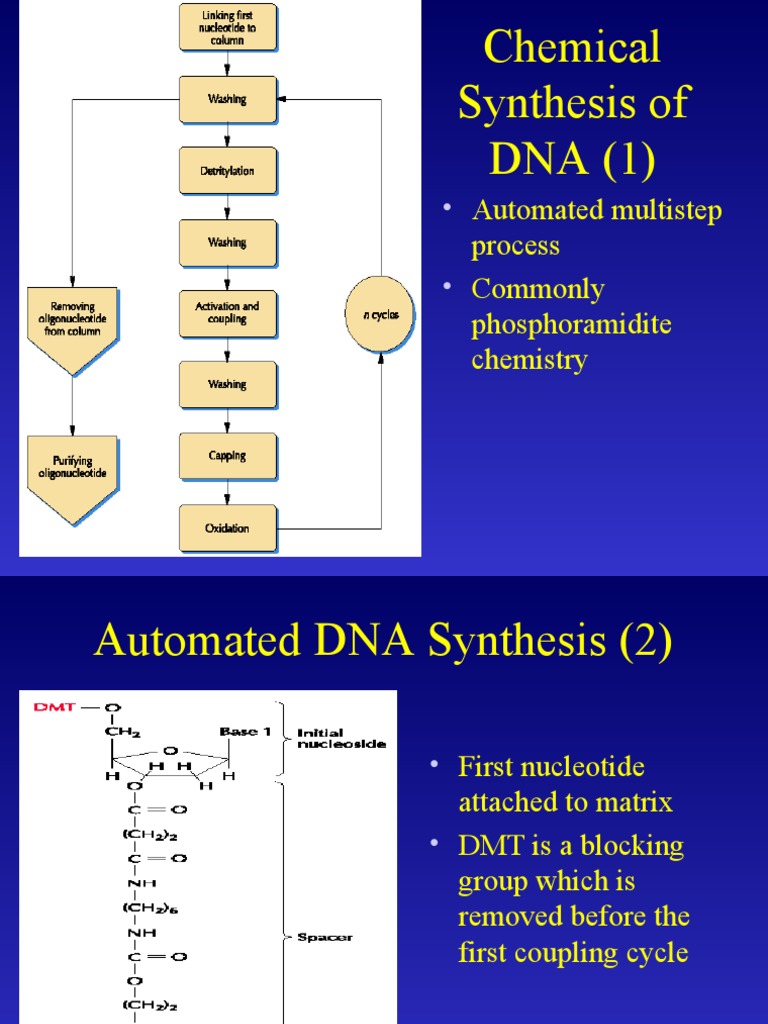 Automated DNA Synthesis and Sequencing | PDF | Polymerase Chain ...