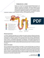 Formacion de La Orina