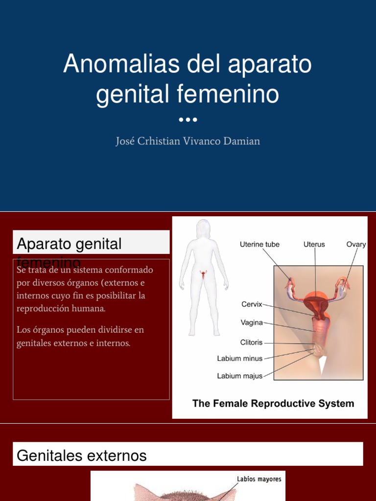 Anomalias Del Aparato Genital Femenino | Útero | Vagina
