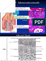 Adrenocorticosteroids: Adrenal Gland