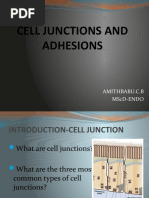 Cell Junctions and Adhesions