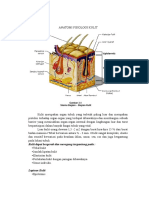 Anatomi Fisiologi Kulit