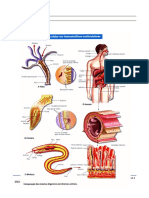 Digestão Extracelular