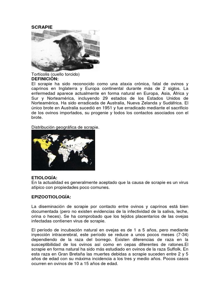 Scrapie en ovinos: síntomas y diagnóstico | PDF | Oveja | Epidemiología
