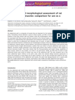 Architectural and Morphological Assessment of Rat Abdominal Wall Muscles - Comparison For Use As A Human Model