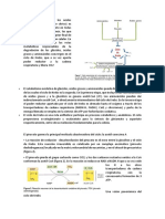 El Ciclo de Krebs