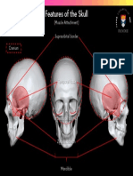 Features of The Skull Muscle Attachment