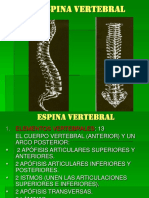 Espina Vertebral