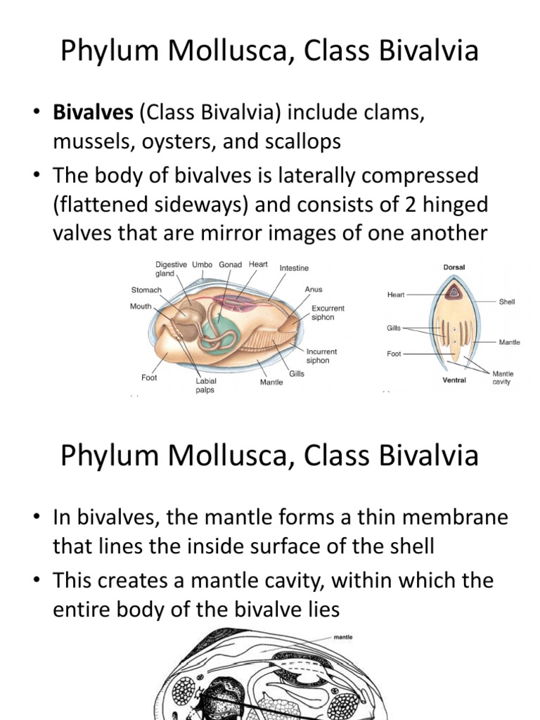 Phylum Mollusca - Class Bivalvia | PDF