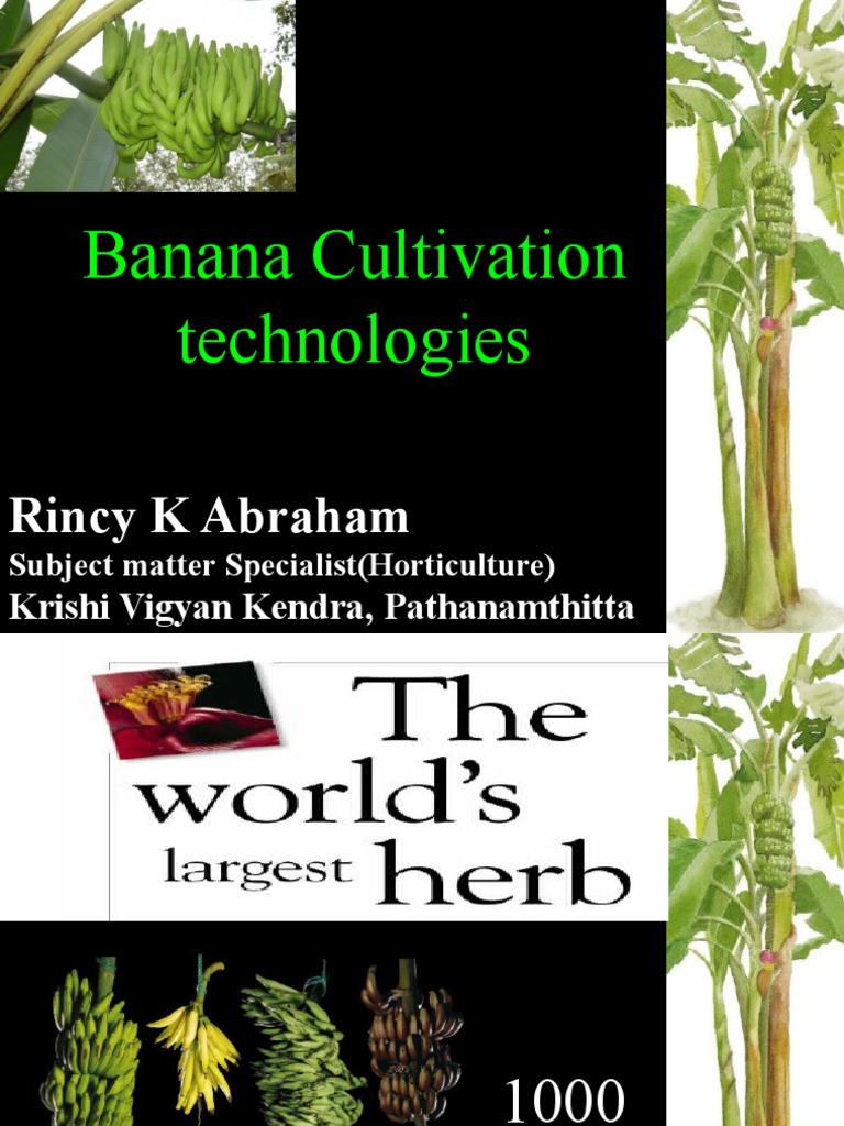 Banana Cultivation Technologies