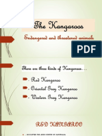 The Kangaroos PDF Powerpoint