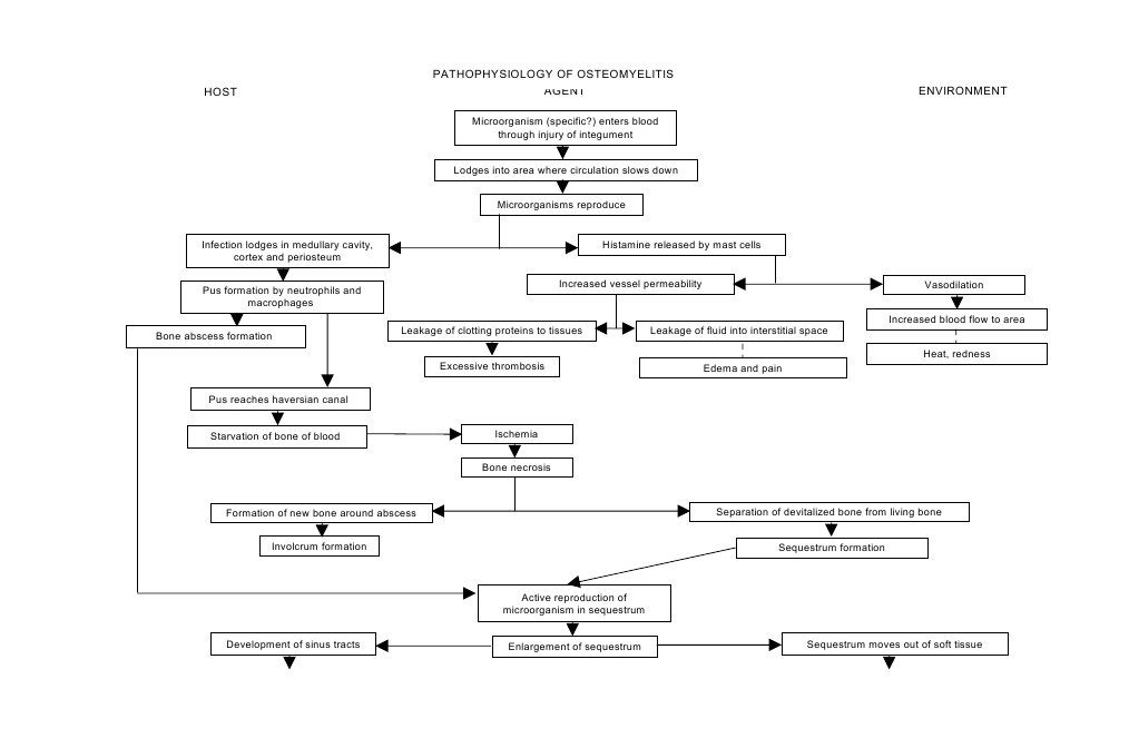 Pathophysiology of Osteomyelitis Ischemia Thrombosis