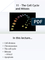 Lecture 11 PDF