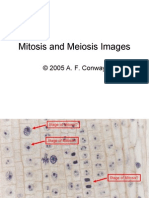 BIOL 125 Session 09 Mitosis and Meiosis Images