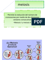 3 Meiosis