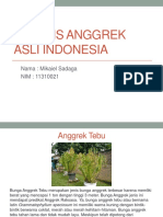 10 Jenis Anggrek Asli Indonesia