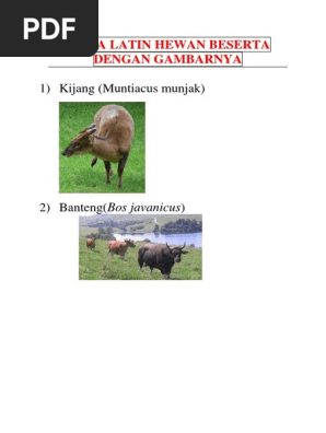 52 Koleksi Gambar Hewan Beserta Nama Latin Terbaru