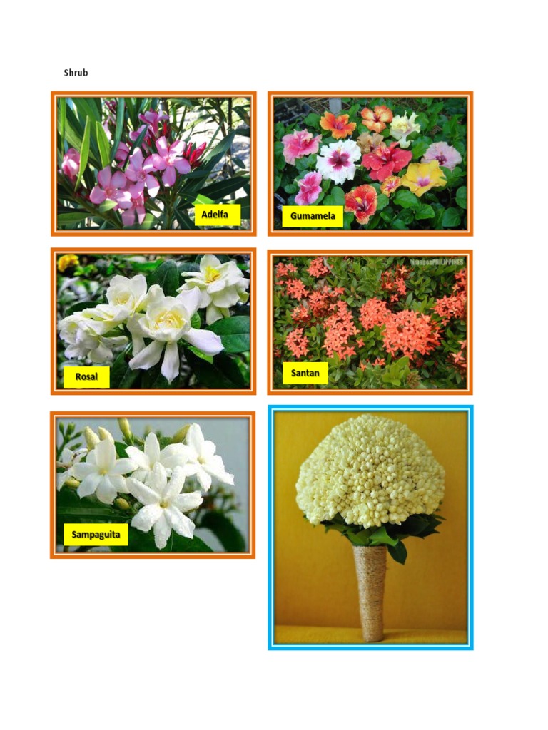 Shrub | PDF