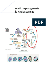 Tahap Mikrosporogenesis