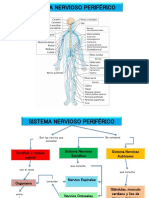 Sistema Nervioso