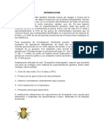 informe sobre practica de moscas 