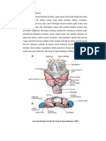 Anatomi Tiroid
