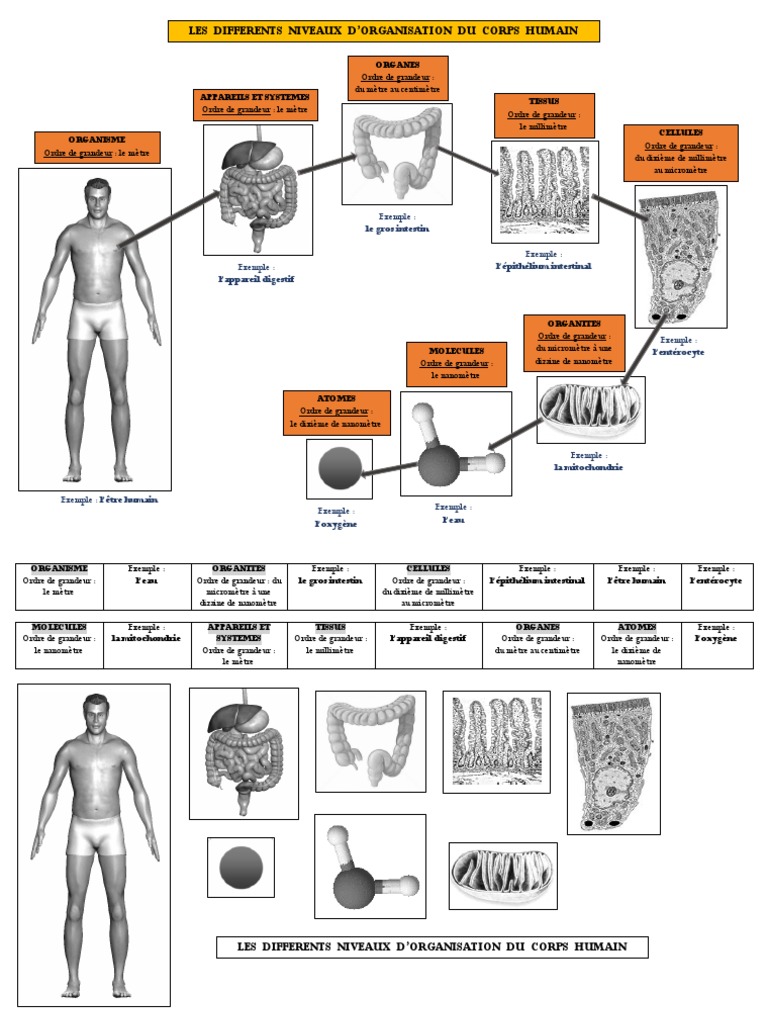 Schema Des Niveaux D Organisation Du Corps Humain A3.Niveaux D Organisation Corps Humain | PDF | Organe | Cellule (Biologie)