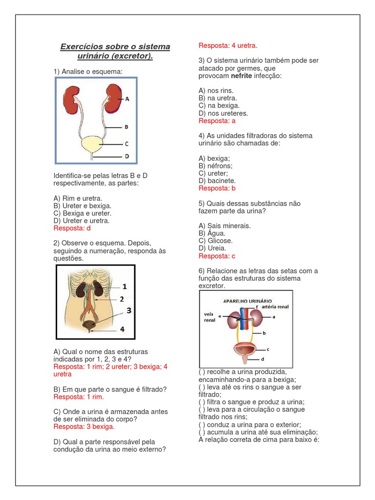 Exercícios Sobre o Sistema Urinário | Rim | Sistema Urinário