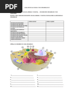 Guia Apoyo La Celula y Sus Organelos 8º