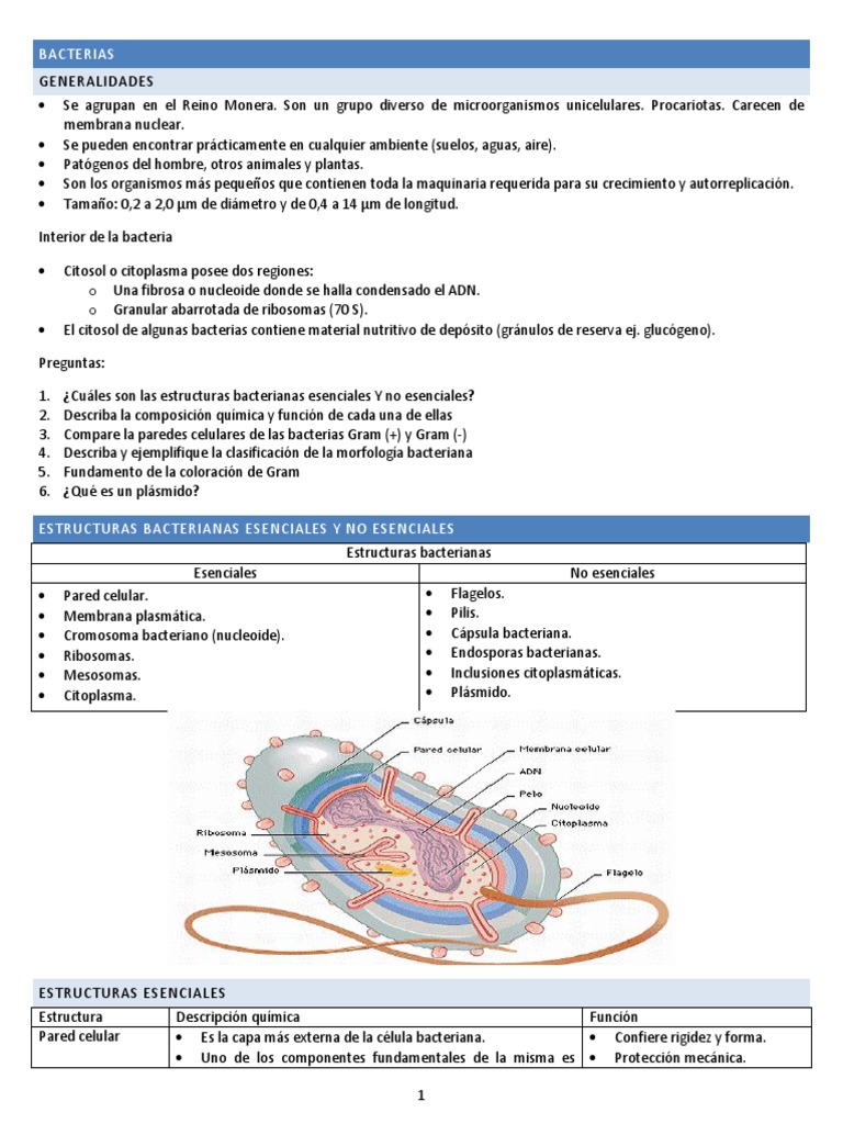 Estructura y Clasificación de Bacterias | PDF | Las bacterias ...