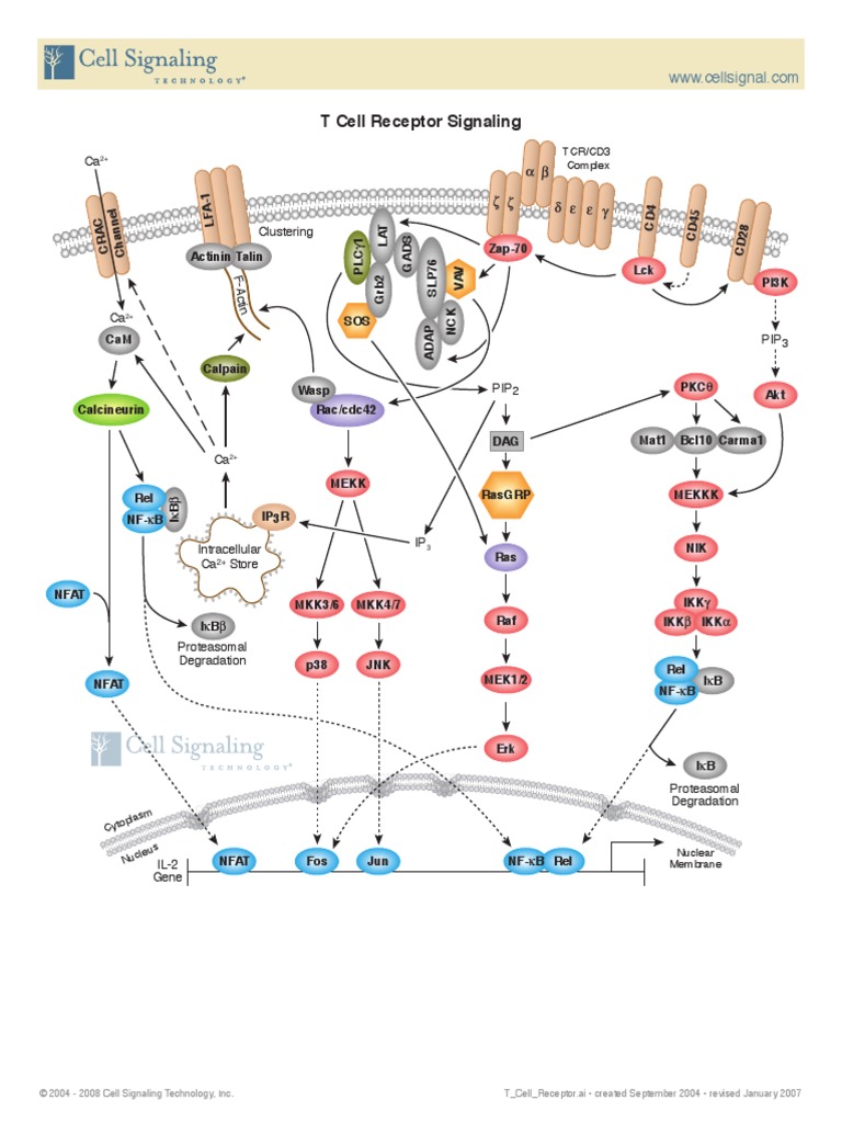 T Cell Receptor Signaling: F-A Ctin | PDF