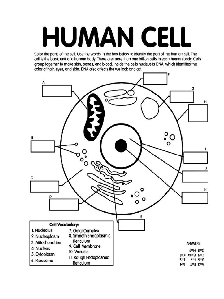 Human Cell | PDF