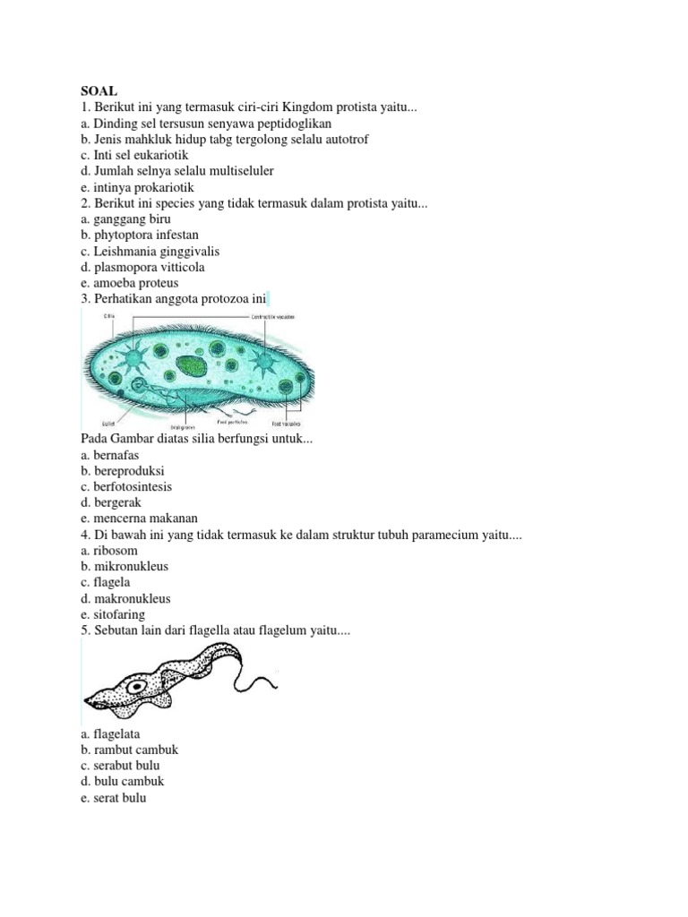 Soal Kingdom Protista