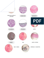 Heart and Layers of The Heart Purkinje Fiber Endocardium