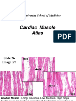 Muscle 05 A