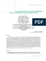 Anatomia Plexo Braquial Arara PDF