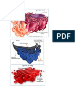 Imágenes Del Aparato de Golgi