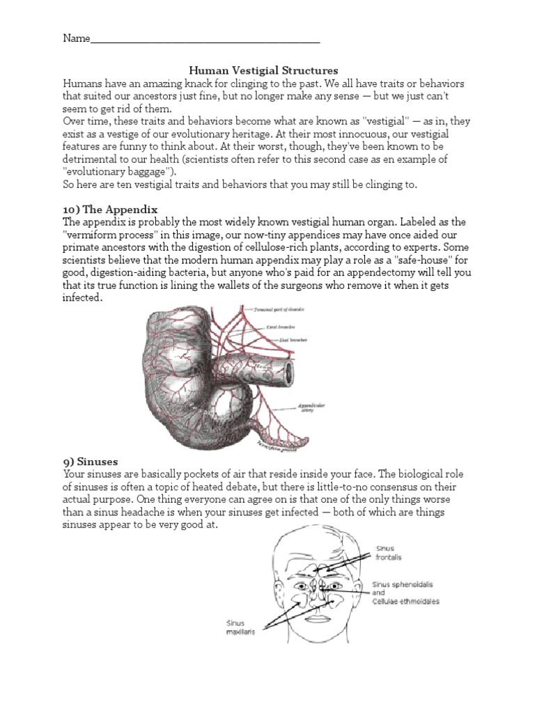 humanvestigialstructurearticle Zoology Earth & Life Sciences