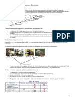 Cladogramas Actividad de Internet2129012794