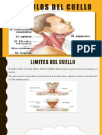 Musculos Del Cuello