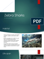 Marine Biology - Zebra Sharks Powerpoint