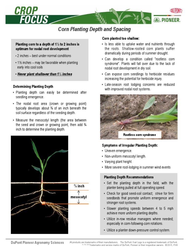 Corn Planting Depth and Spacing PDF Maize Root